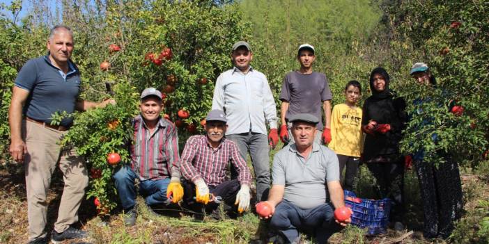 İklim değişikliği narda kaliteyi düşürdü