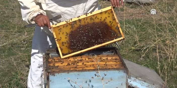 1 kovanla arıcılığa başladı, bu sene 1 ton bal hasadı yaptı