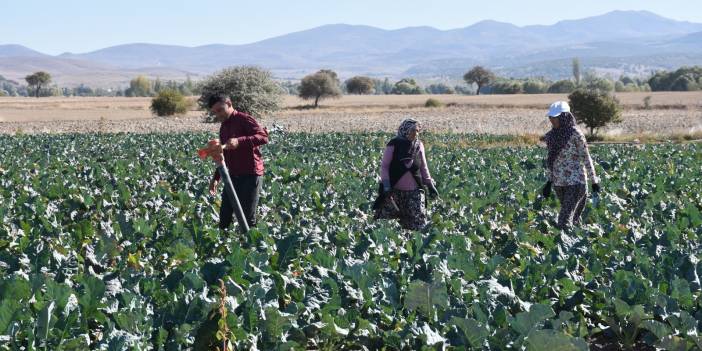 Kilosu tarlada 30 lirayı bulunca çiftçinin yüzü güldü: Bu hafta pazarda 60 liraya satılıyordu