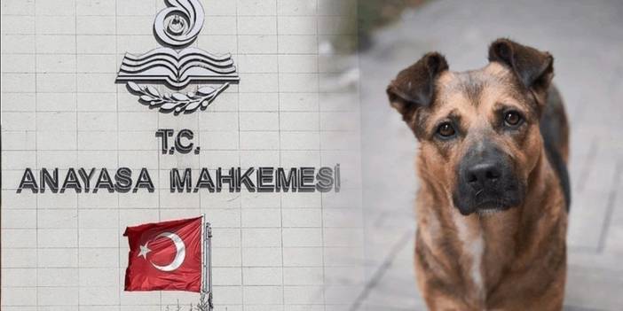 Anayasa Mahkemesi'nden köpek katliamı yasasına hakkında ilk açıklama