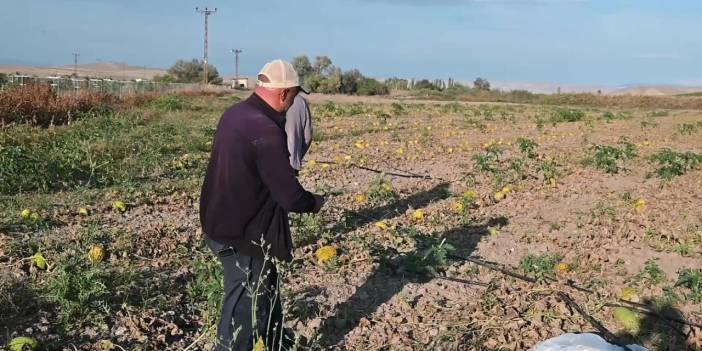 Karpuz kavunlar tarlada kaldı