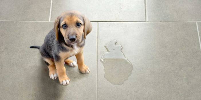 Köpeğiniz hala evin içinde idrarını mı yapıyor? Bu davranışla baş etmenin birçok yolu var