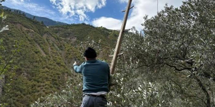 Artvin'de zorlu hasat başladı. Metrelerce yükseklikten tek tek toplanıyor