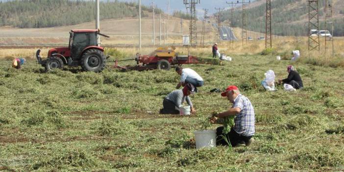 Gaziantep'te hasadı başladı. 15 bin dekar alanda rekolte beklentisi yüksek