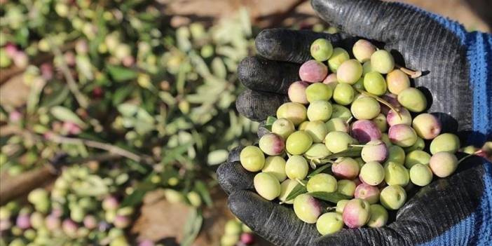 Marmarabirlik zeytin alım fiyatlarını açıkladı