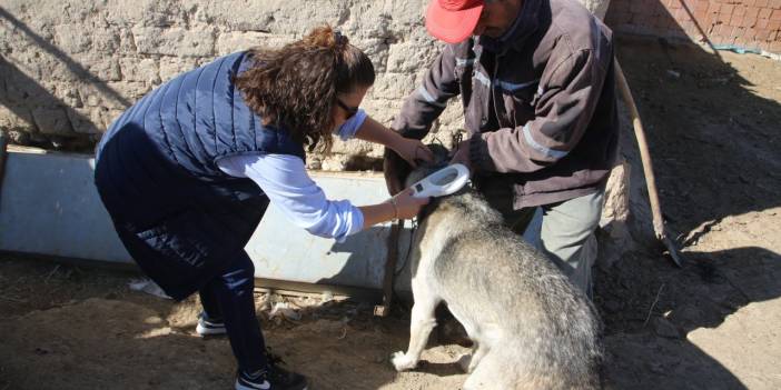 Eskişehir Sivrihisar’da çoban ve bekçi köpekleri için örnek uygulama