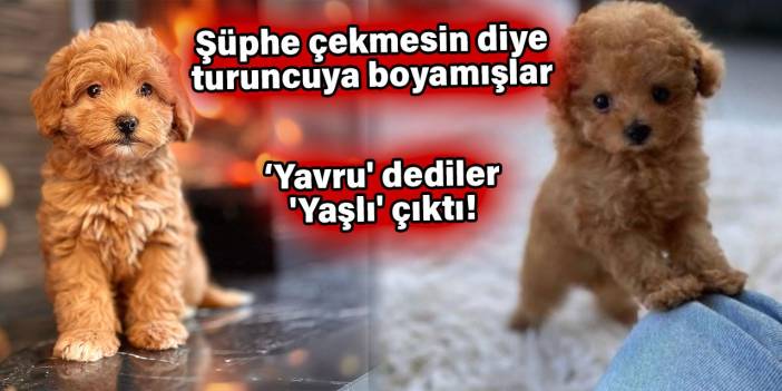 4 yaşındaki köpeği yavru diye satan 2 kişiye dolandırıcılık davası