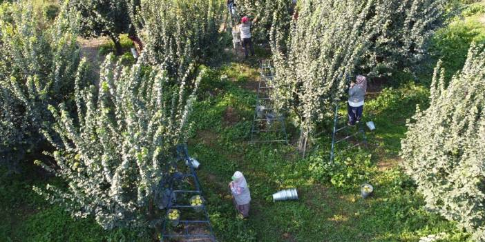 E. Çelebi’nin “1,5 okka gelir kilosu belki de dünyada benzeri yoktur” dediği ürünün hasadı başladı