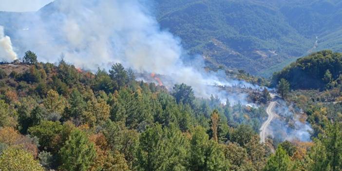 Orman içindeki zirai alanda yangın çıktı