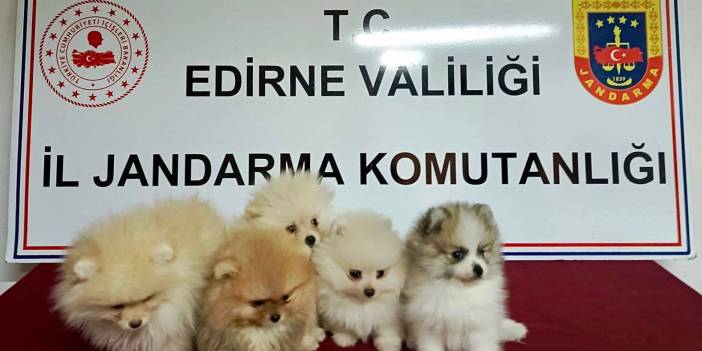 Edirne'de yurt dışından kaçak sokulmaya çalışılan 5 cins yavru köpek ele geçirildi