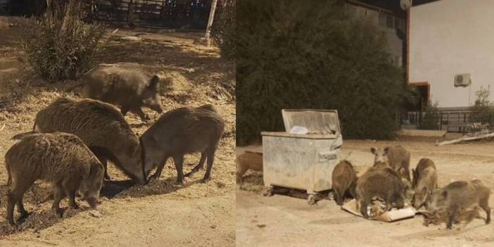 Aç kalan domuzlar şehre indi