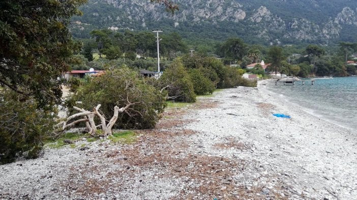 Dünyaca ünlü koyda ağaç katliamı