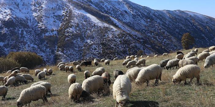 Karadenizli göçerlerin 1 ay sürecek dönüş yolculuğu başladı