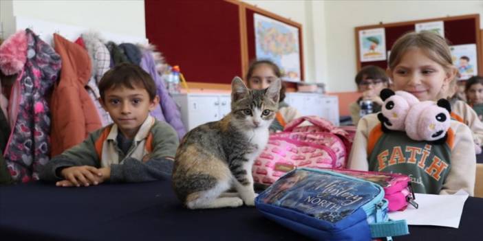 Kedi "Karamel" sınıfın 36'ncı öğrencisi oldu. Karamel'le artık dersler daha zevkli