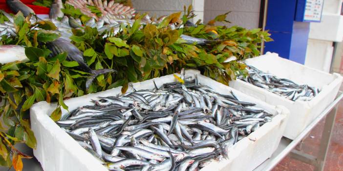 Samsun İl Tarım Müdürü: Hamsi avı dönemi başladı