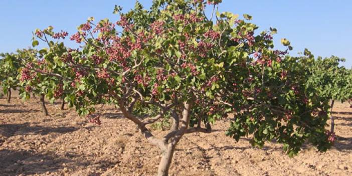 Gaziantep'ten sonra o şehirde de yetiştirilmeye başlanacak