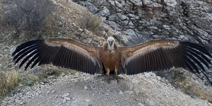 Şırnak'ta yaralı bulunan akbaba tedavi edildi