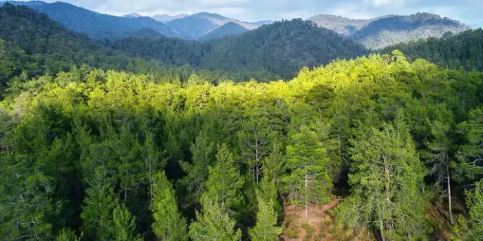 Kastamonu ormanlarında hasat edilip Avrupa’ya ihraç ediliyor. 100 bin TL değerinde