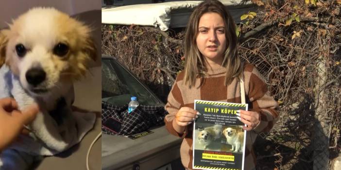 Kafe'de köpeğiyle oturan müşteriye köpek saldırdı