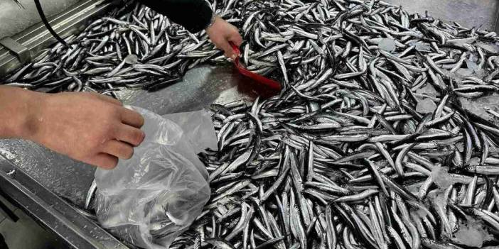 'Küçük boydaki balıkları avlamayın' uyarısı