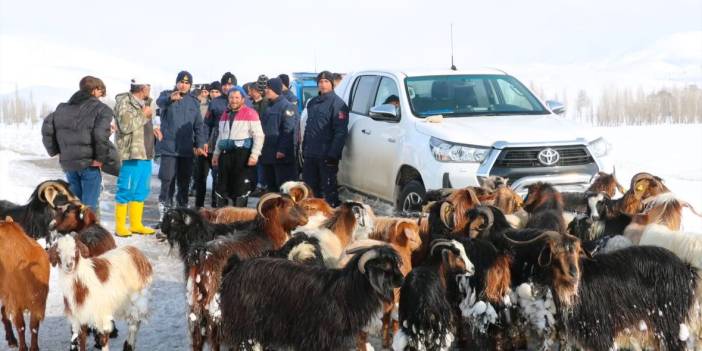 Karda kaybolan küçükbaşlar dronla bulundu