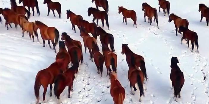 Bolu'da karlı havada yılkı atları görüntülendi