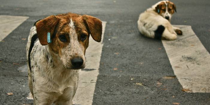 Belediyeler sokak köpeklerini ormana attı. Sayıştay raporunda ortaya çıktı