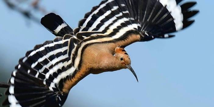 Çanakkale'de görülmeyen 50 farklı kuş türünü fotoğrafladı