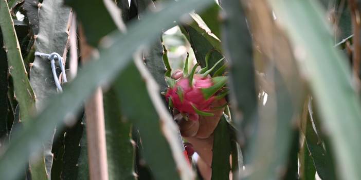 Ekildikten sonra 3 yıl ürün vermiyor. 3 ton topladığı ilk hasadı seneye 10 tona çıkacak