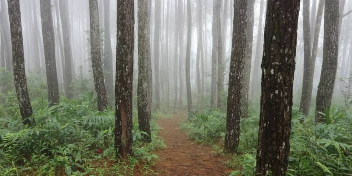 Dünyanın en ölümcül hayvanı bildiğiniz gibi değilmiş