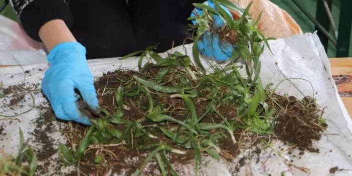 Bir avuç toprağı olan bile 250 bin lira kazandı. Yaşının kilosu 500 liradan satıldı