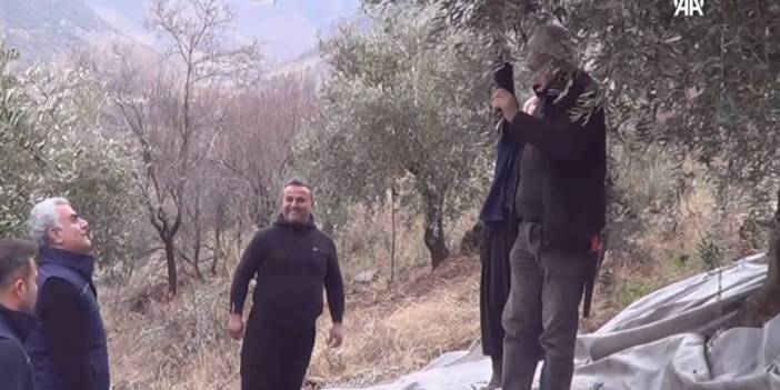 İslahiye'de 20 bin dekarlık alanda zeytin hasadı yapılıyor