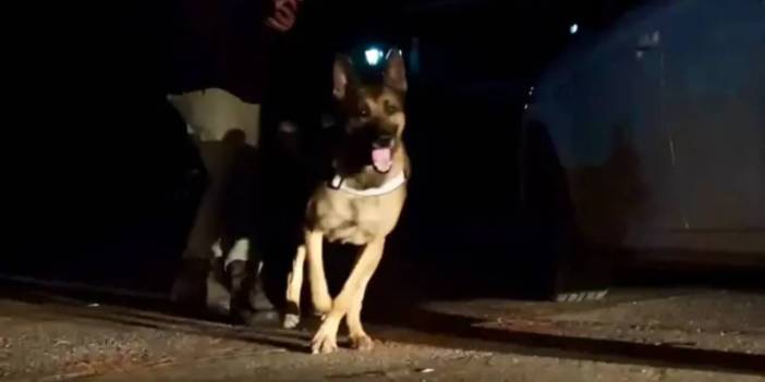 Narkotik köpeği ‘Pars’ kasım ayının en başarılısı oldu