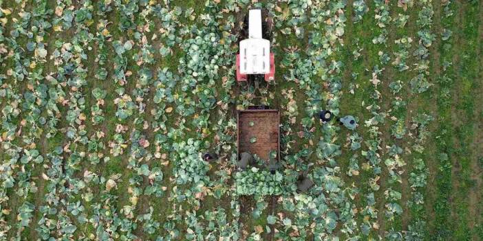 Sel olmasa pazarda 15 liraya satılacaktı. Şimdi kilosu 50 lirayı buldu