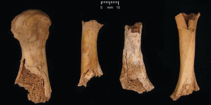 Tüyler ürpertici keşif: Antik Britanya'da yamyamlığa dair 4.000 yıllık toplu mezar kanıtı