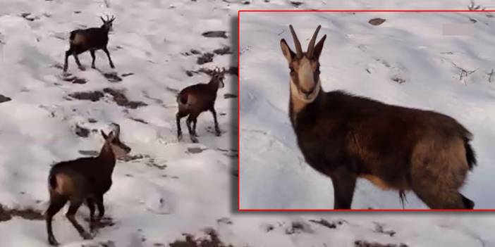 Çengel boynuzlu dağ keçileri Munzur Dağları'nda görüntülendi