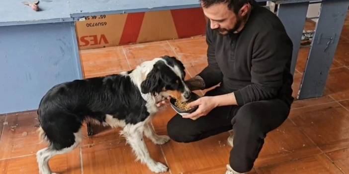 Soğuktan kaçan sokak köpekleri esnafa sığındı