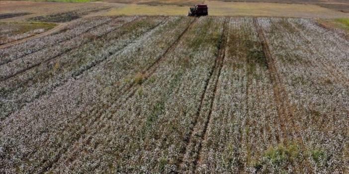 83 ülkeye ihraç ediliyor. Üretimi 3 milyon tona çıktı