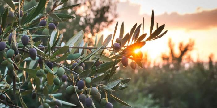 Zeytin ağaçları kuzeye göç ediyor. Geleceğin zeytini Karadeniz'de