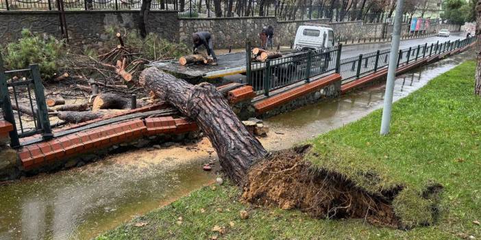 Ümraniye'de parktaki ağaç caddeye devrildi