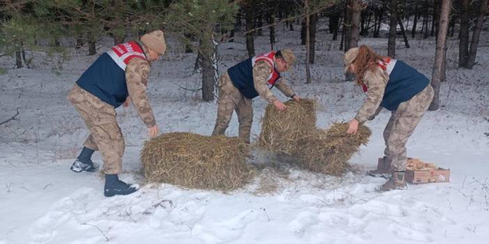 Ardahan'da jandarma yaban hayvanları için doğaya yem bıraktı