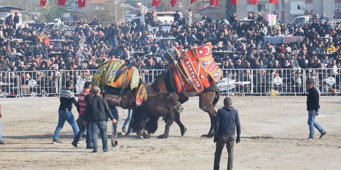 Aydın'da deve güreşi festivali düzenlendi