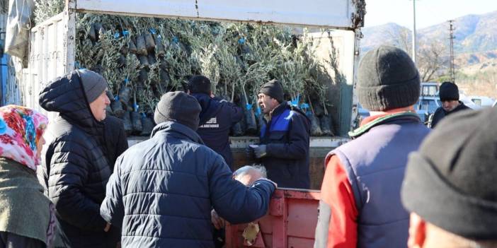 Üreticilere 17 bin adet Gemlik zeytin fidanı dağıtıldı