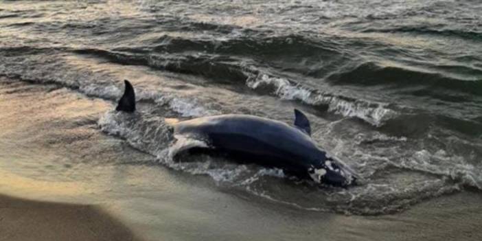 Ölü yunus İzmir'de kıyıya vurdu