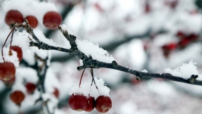 Meteorolojiden 5 il için zirai don uyarısı