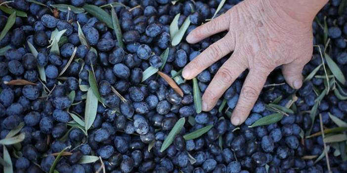 Marmarabirlik dünyanın tek ülkesiyiz dedi. Rakamları açıkladı