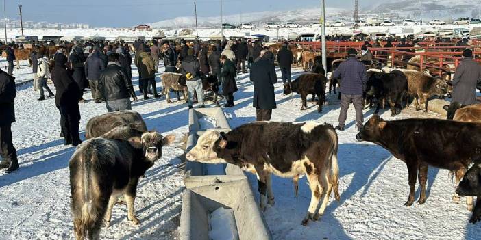 Canlı hayvan pazarında işler durgun: Alan da pişman satan da pişman