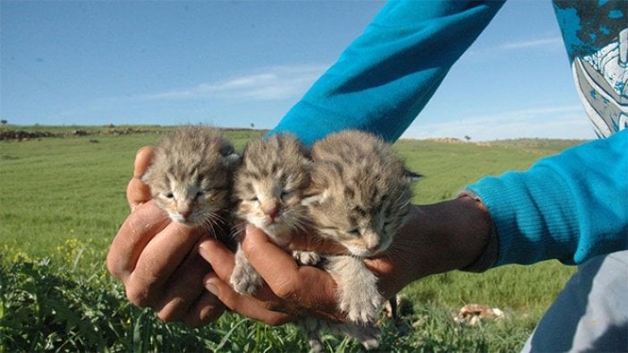 Koyun otlatmaya çıkan köylüler buldu; Diyarbakır'da leopar şaşkınlığı