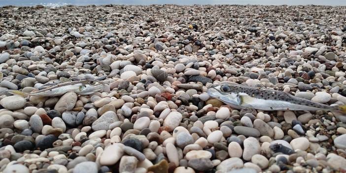 Sahillerde 'karaya çıkarılması yasak' balon balığı tehlikesi