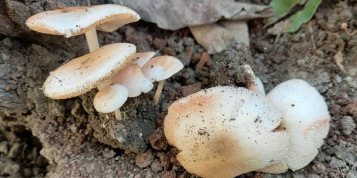 Dünyada ilk kez İzmir'de bulundu. Vücuda antibiyotik gibi etki ediyor